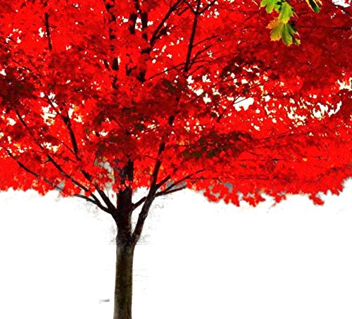 tree for front yard