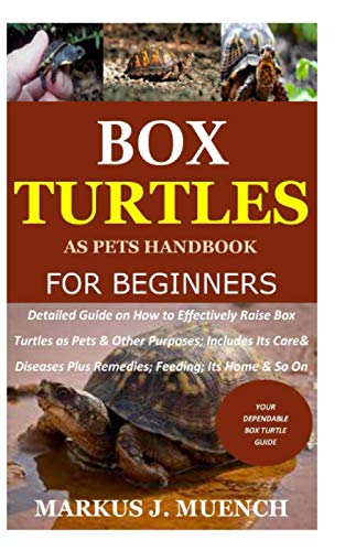 pet turtle for beginners