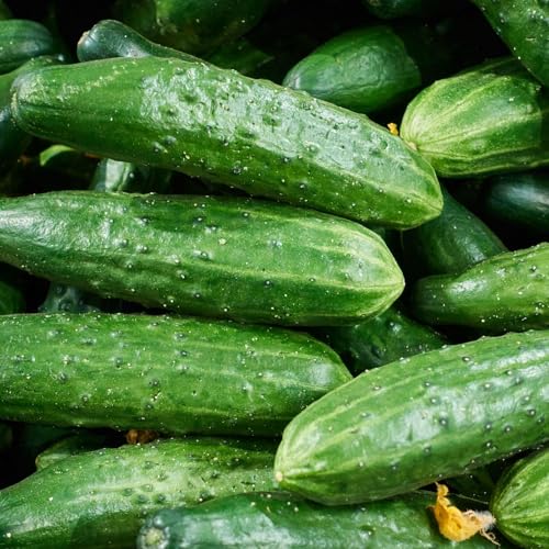 companion plants for cucumbers