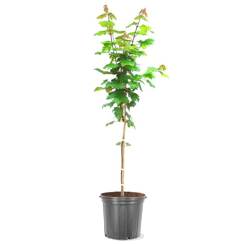 trees for front yard